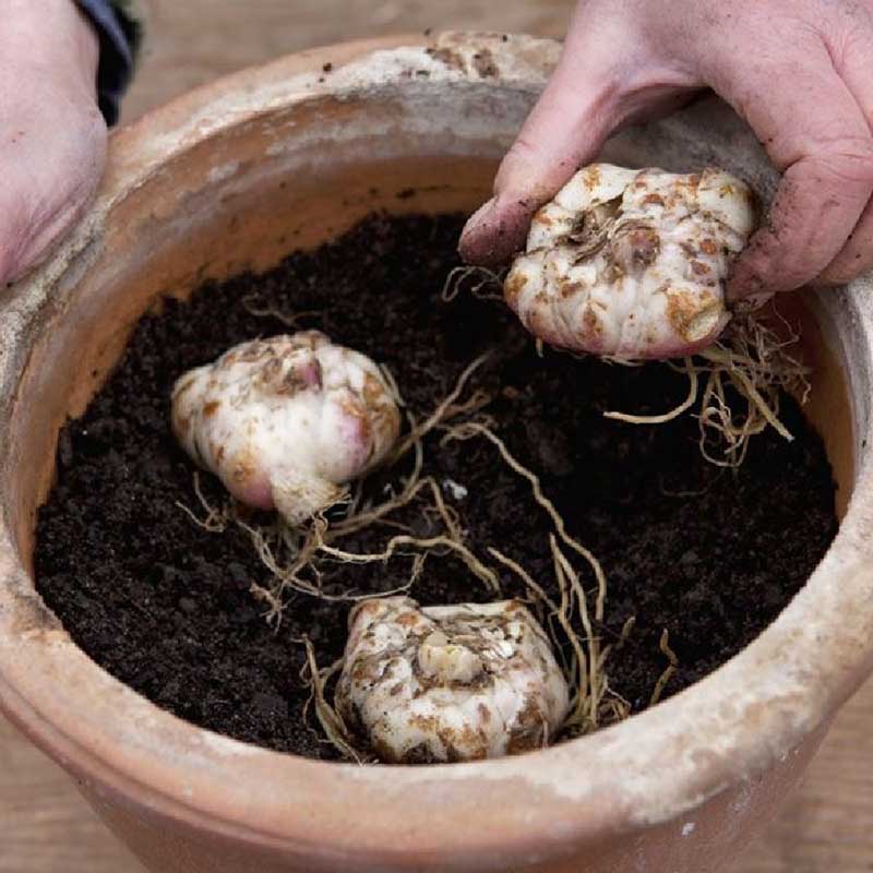 Lily Bulbs - Coral County
