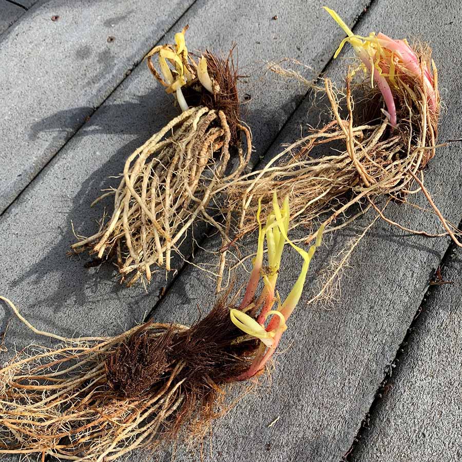 Siberian Iris Roots - Silver Edge