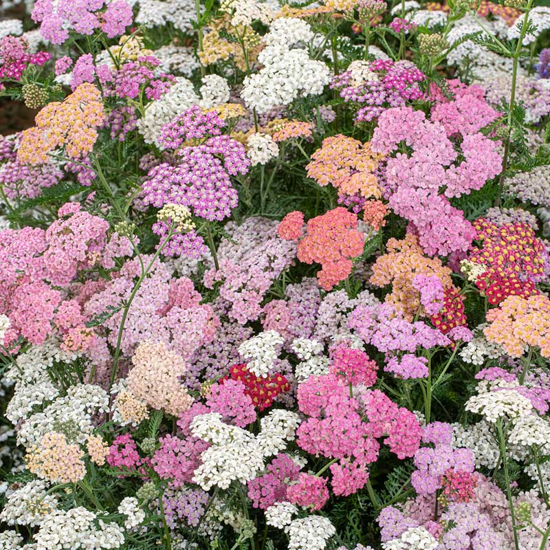 Yarrow Seeds - Summer Berries