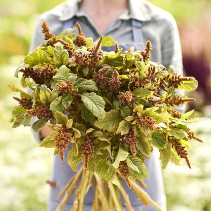 Amaranthus Seeds - Hot Biscuits
