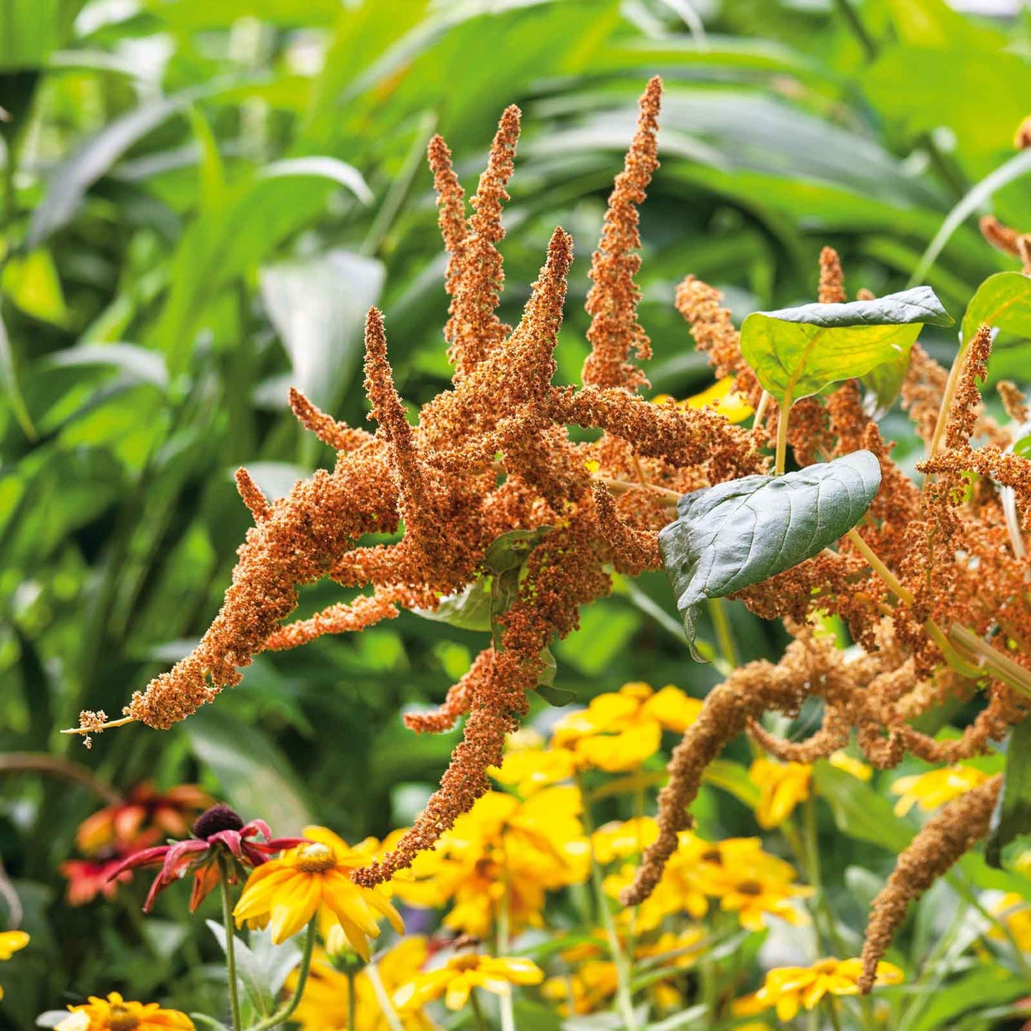 Amaranthus Seeds - Hot Biscuits