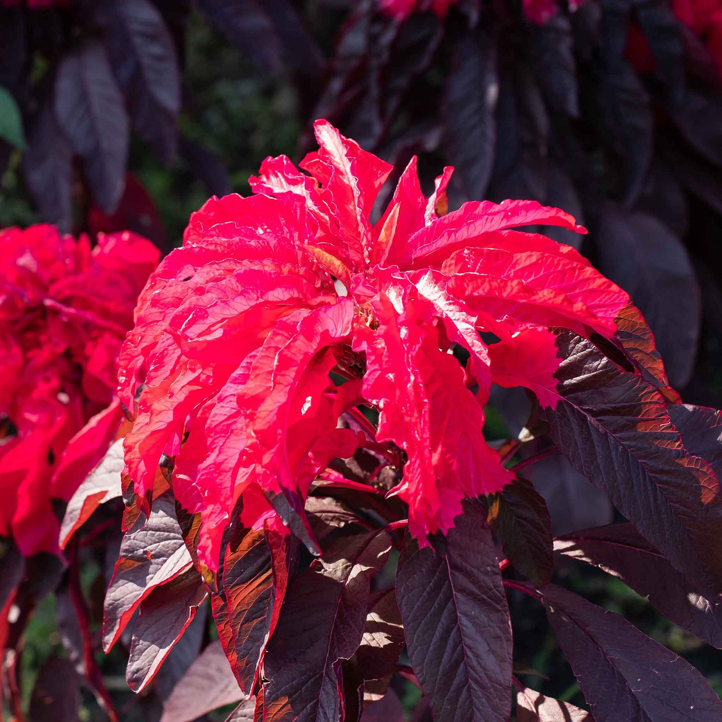 Amaranthus Seeds - Joseph's Coat Early Splendor