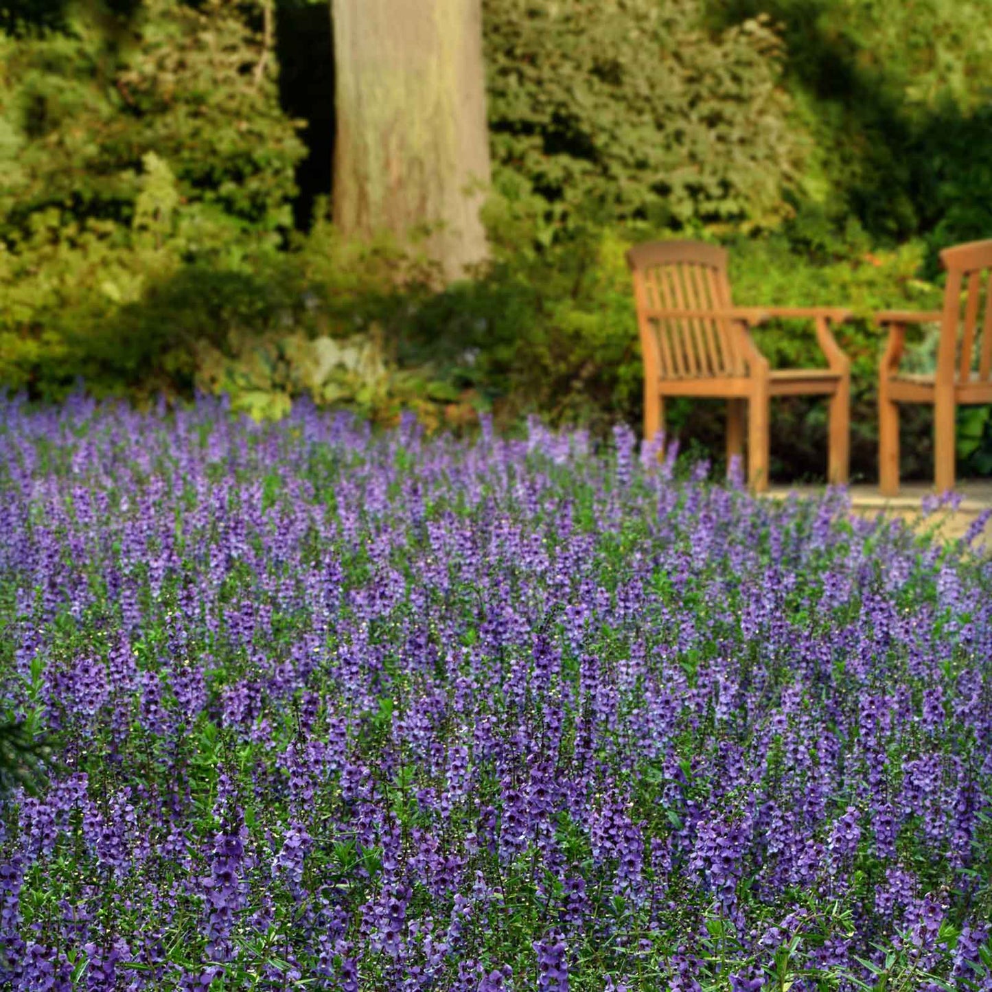Angelonia Seeds - Serena Blue