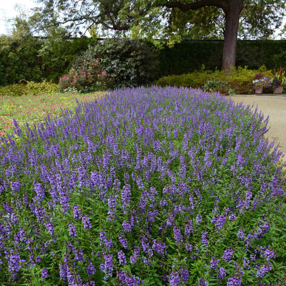 Angelonia Seeds - Serena Blue