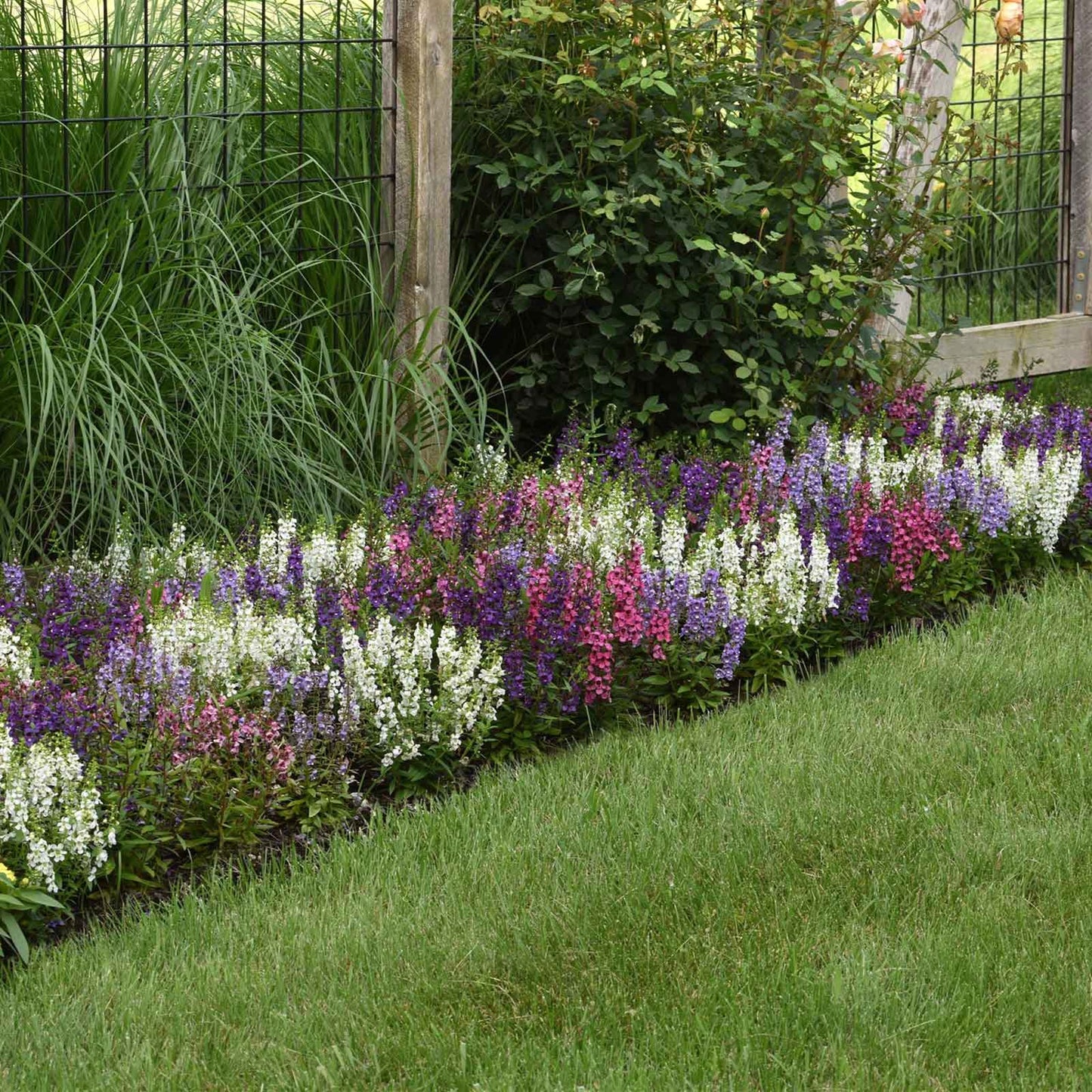 Angelonia Seeds - Serena Mix