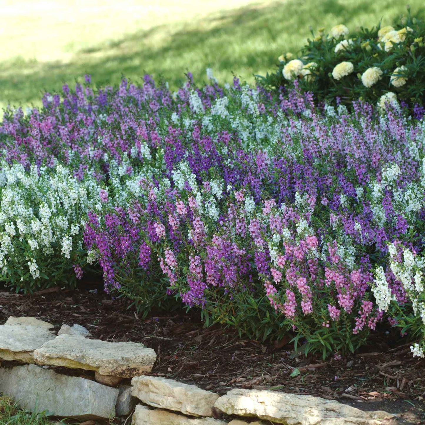 Angelonia Seeds - Serena Mix