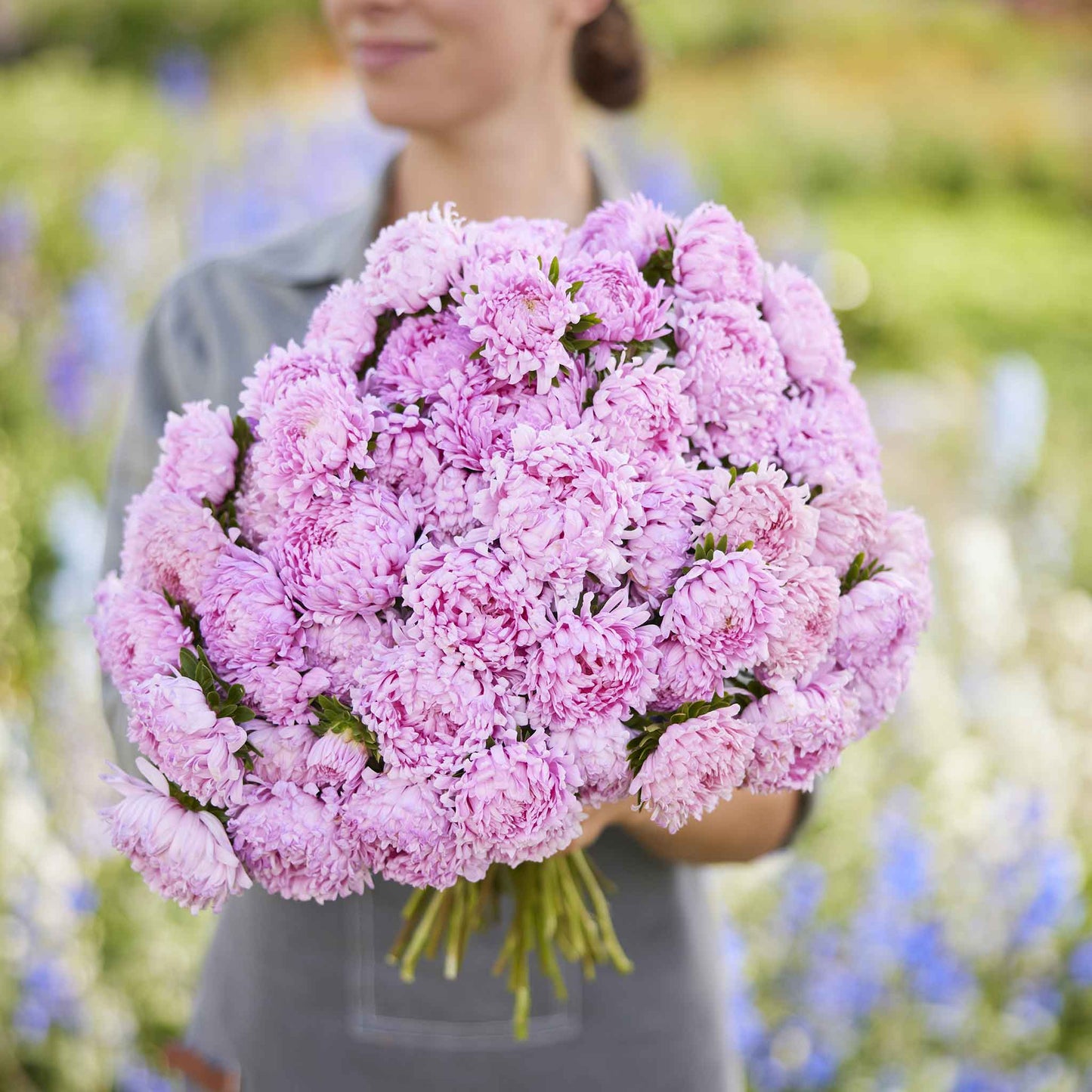 Aster Seeds (Peony Duchess) - Coral Rose