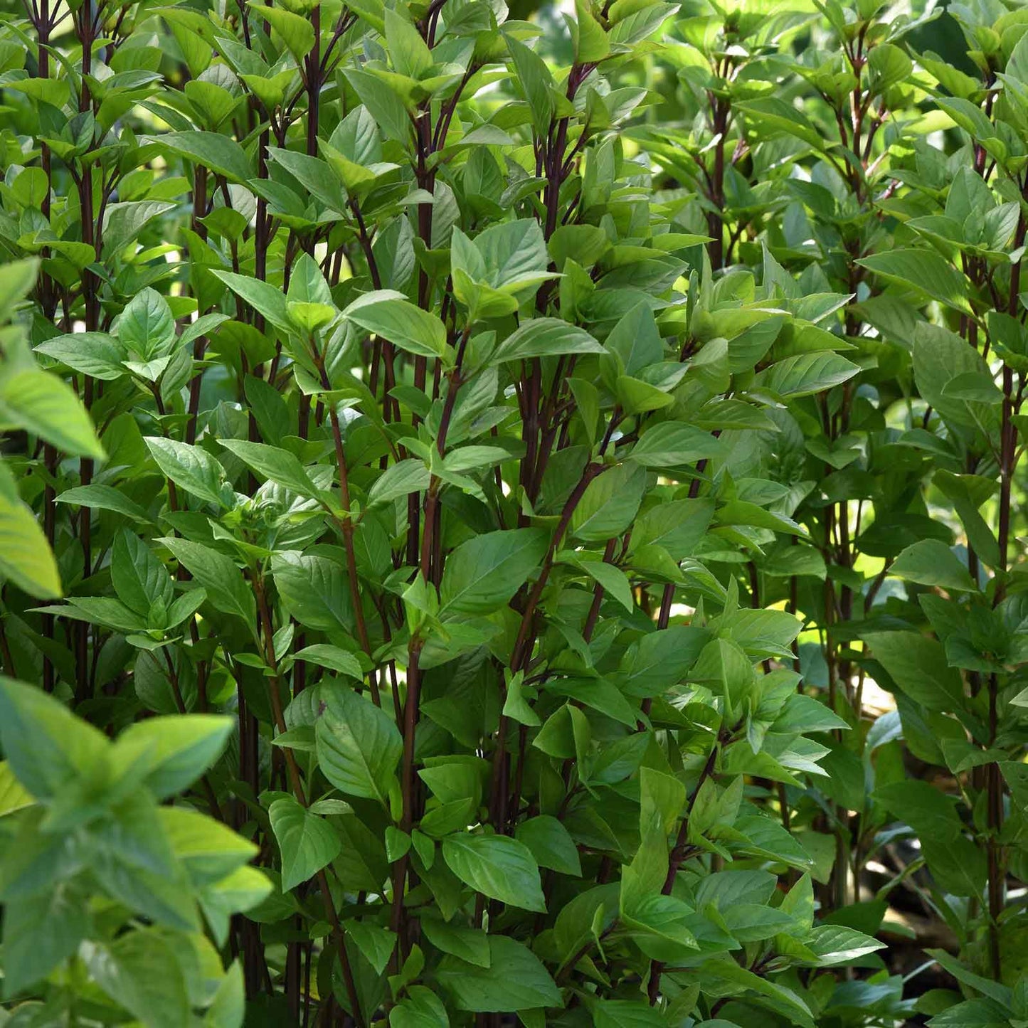Basil Seeds - Everleaf Thai Tower