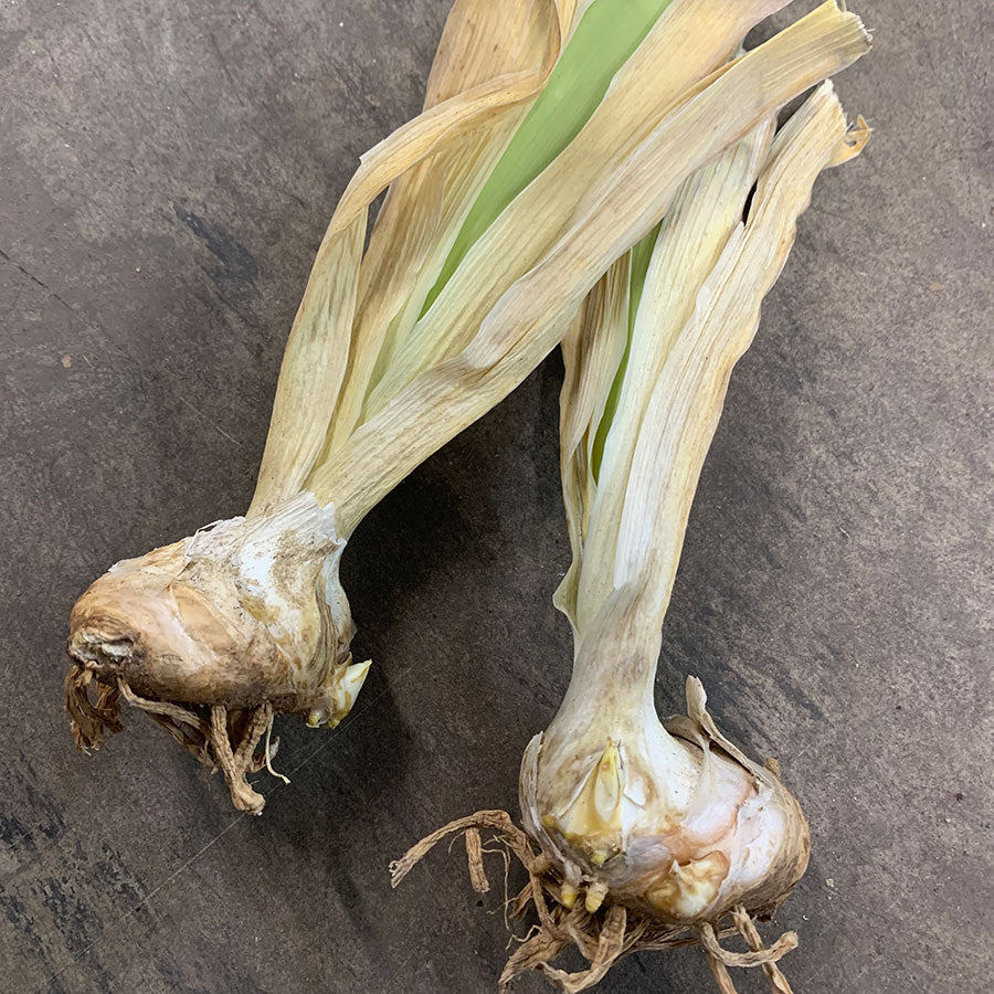 Bearded Iris Bulbs - Jawbone Flats
