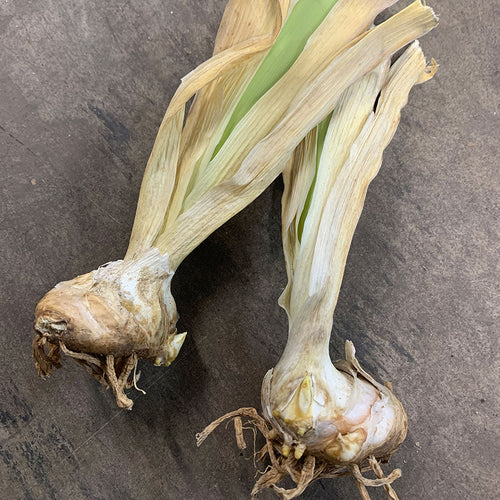 Bearded Iris Bulbs - But Darling