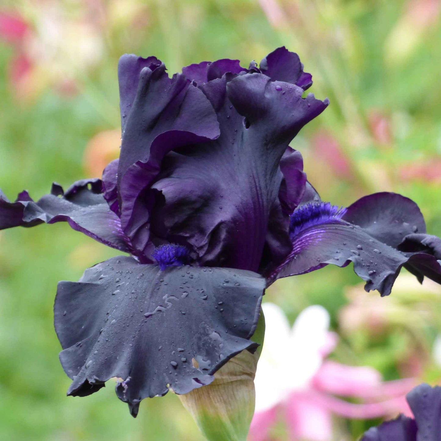 Bearded Iris Bulbs - Ghost Train