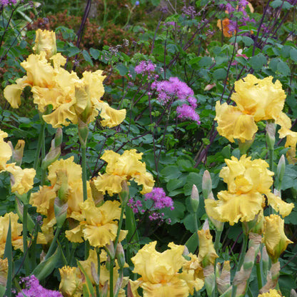 Re-Blooming Bearded Iris - Oregon Firestorm