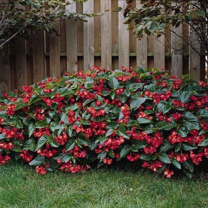 Begonia Seeds - Dragon Wing Red