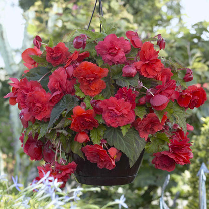 Begonia Tubers - Odorata Red Glory