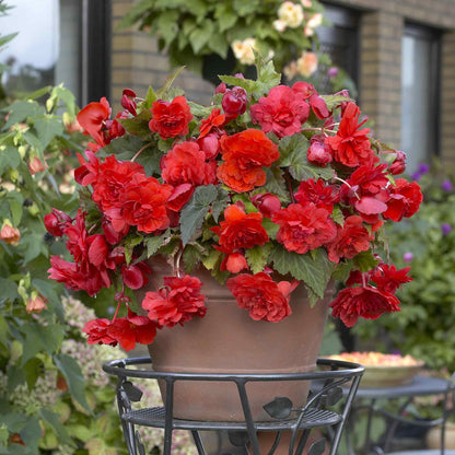 Begonia Tubers - Odorata Red Glory