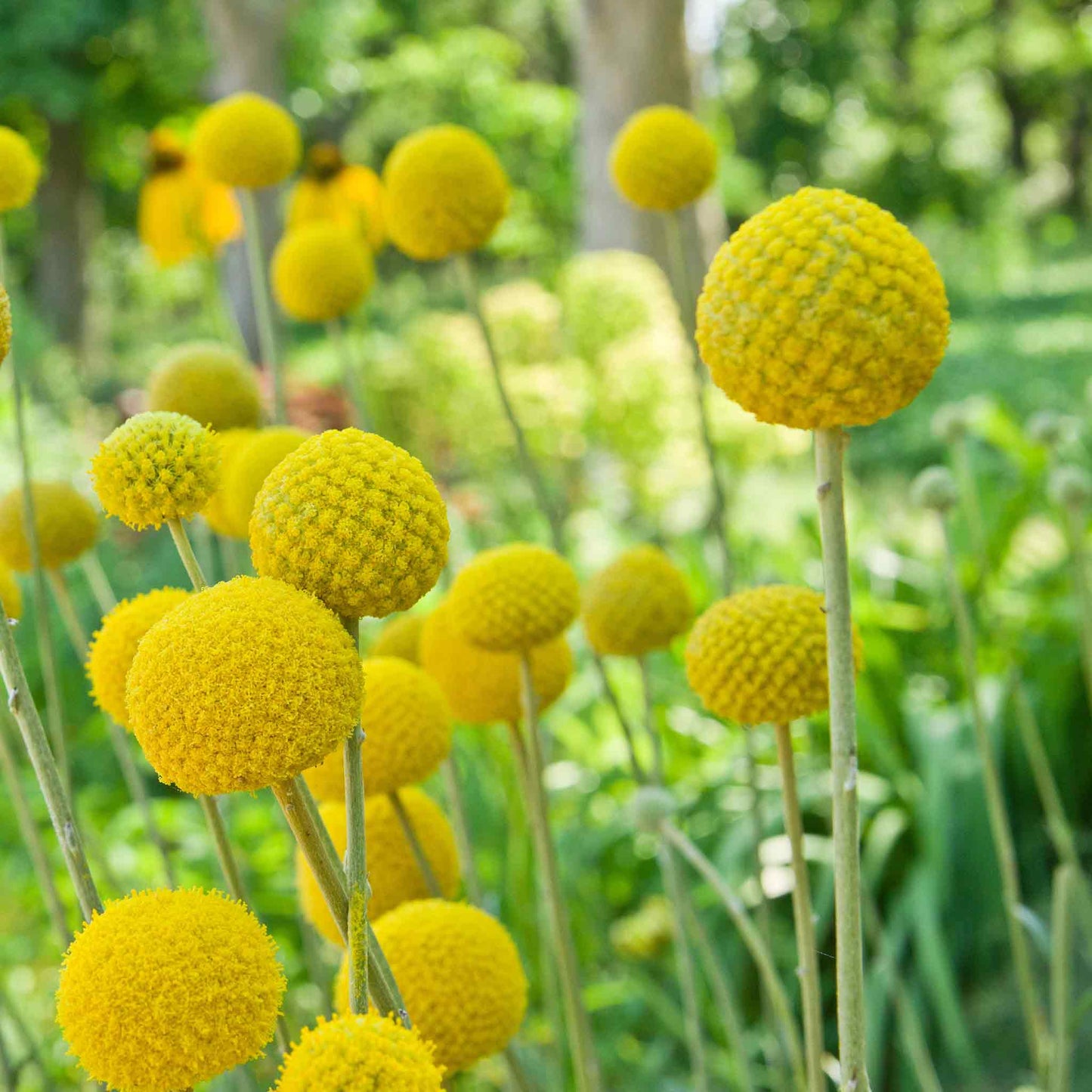 Billy Button Seeds