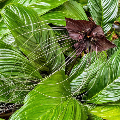 Black Bat Flower Seeds