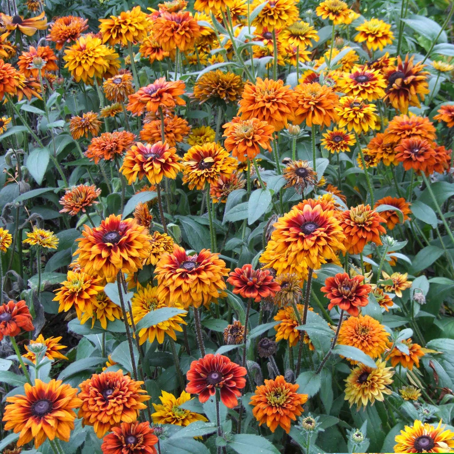 Black Eyed Susan Roots - Cherokee Sunset