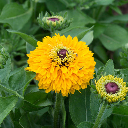 Black Eyed Susan Seeds - Maya