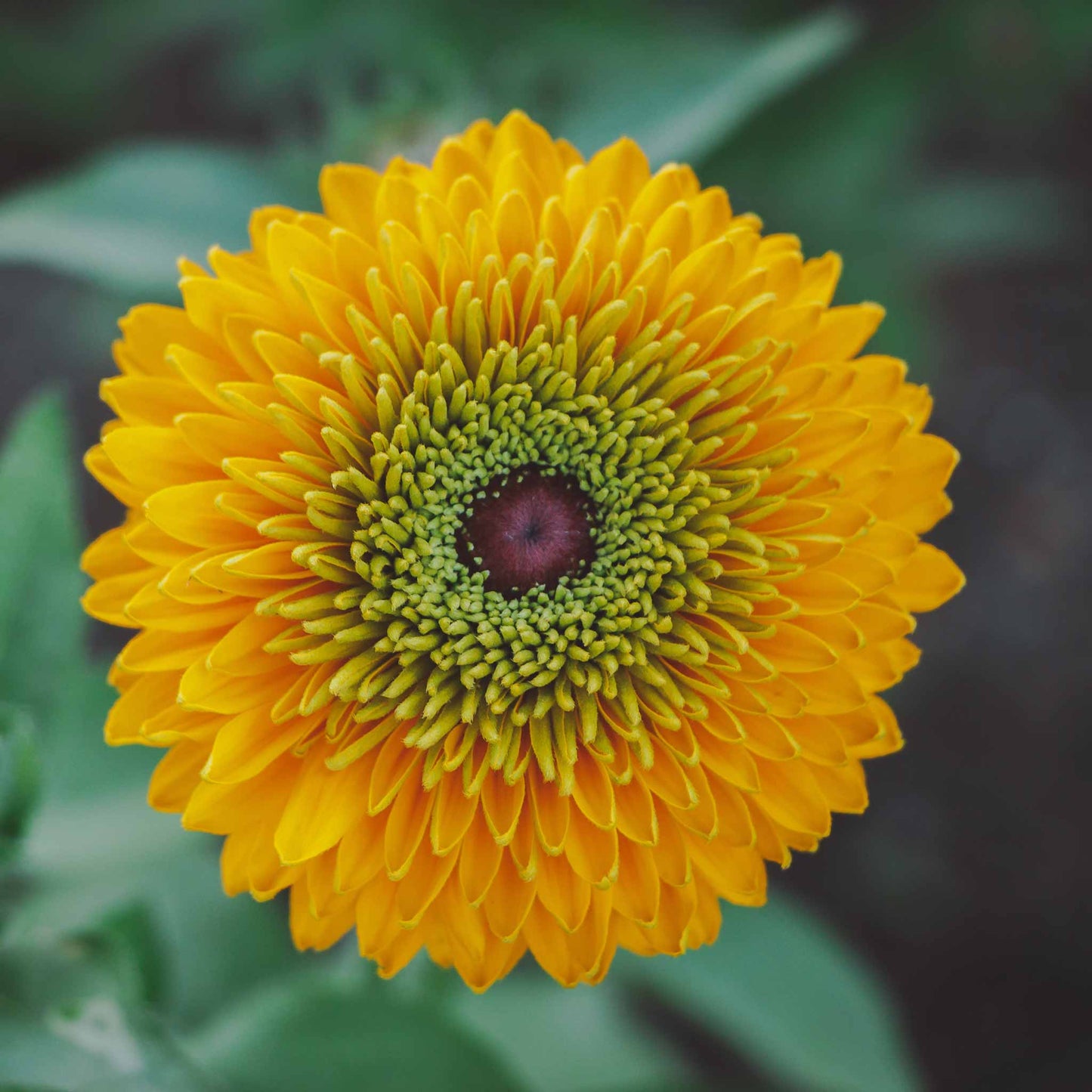 Black Eyed Susan Seeds - Maya