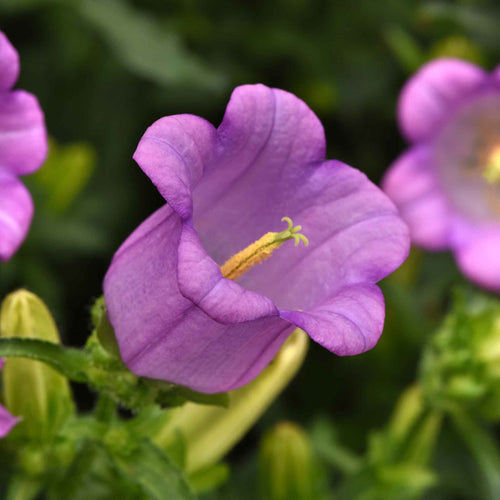 Canterbury Bells Seeds - Campana Lilac