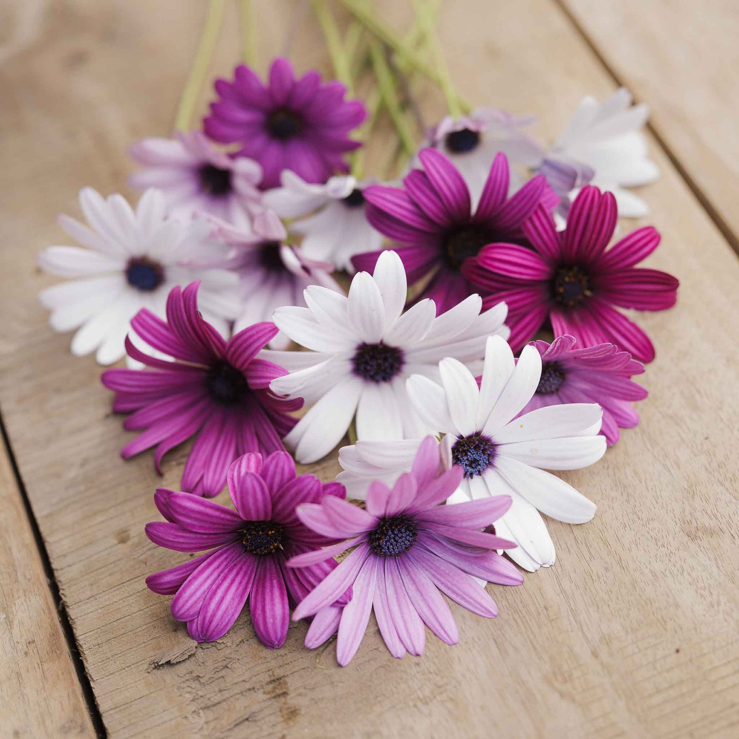 Cape Daisy Seeds - Ballade Mix