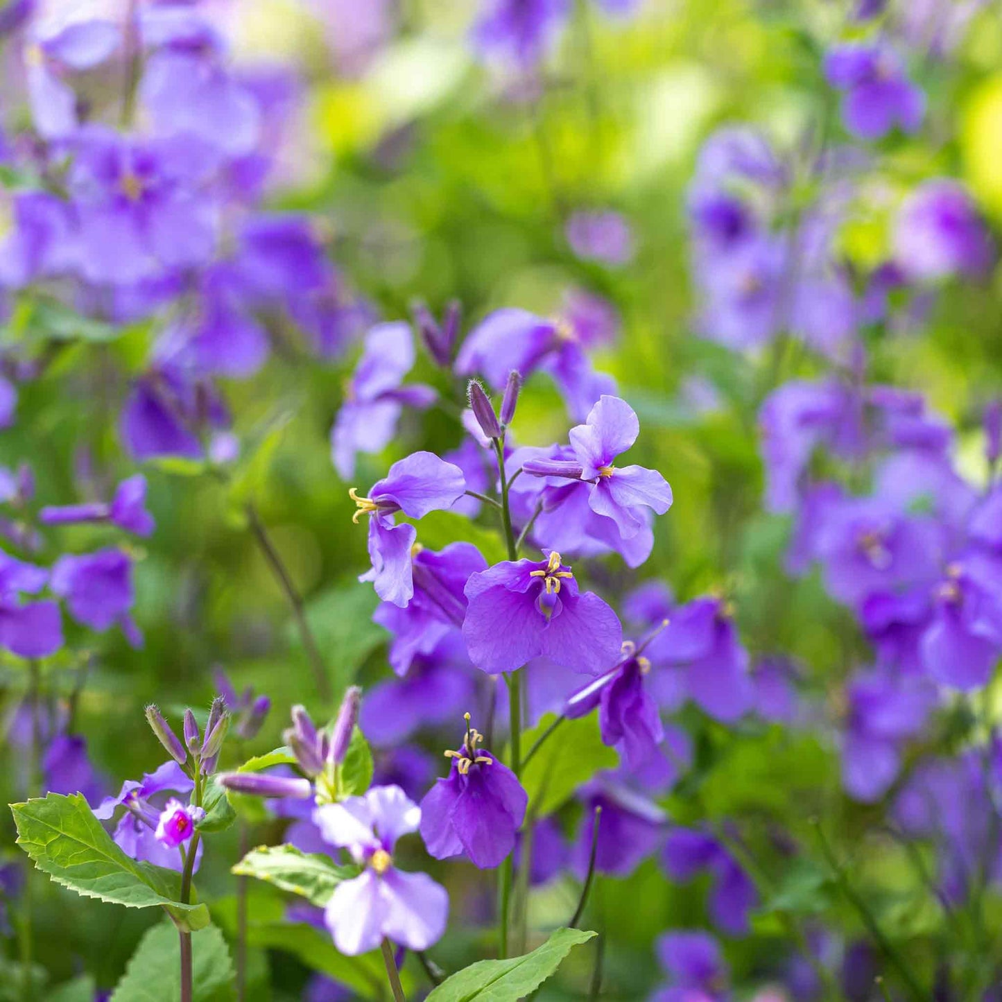 Chinese Violet Cress Seeds