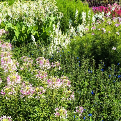 Cleome Seeds - Sparkler Blush