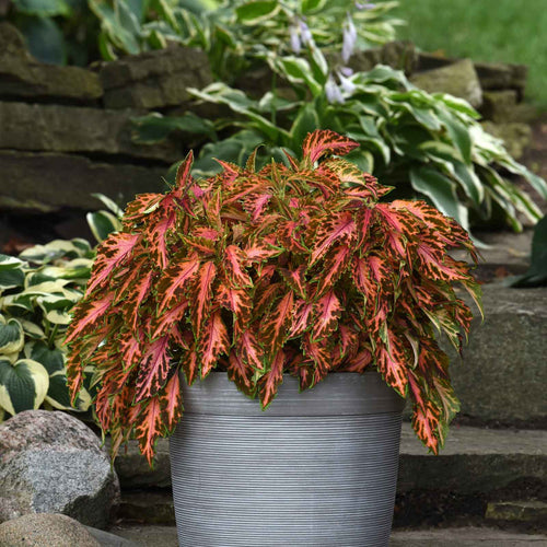 Coleus Seeds - Coral Candy