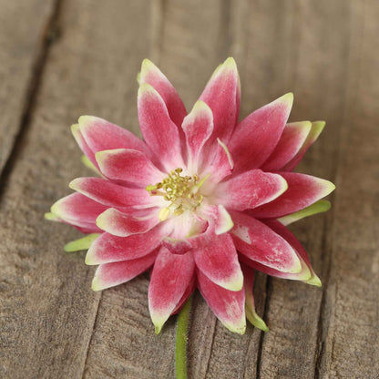 Columbine Roots - Nora Barlow