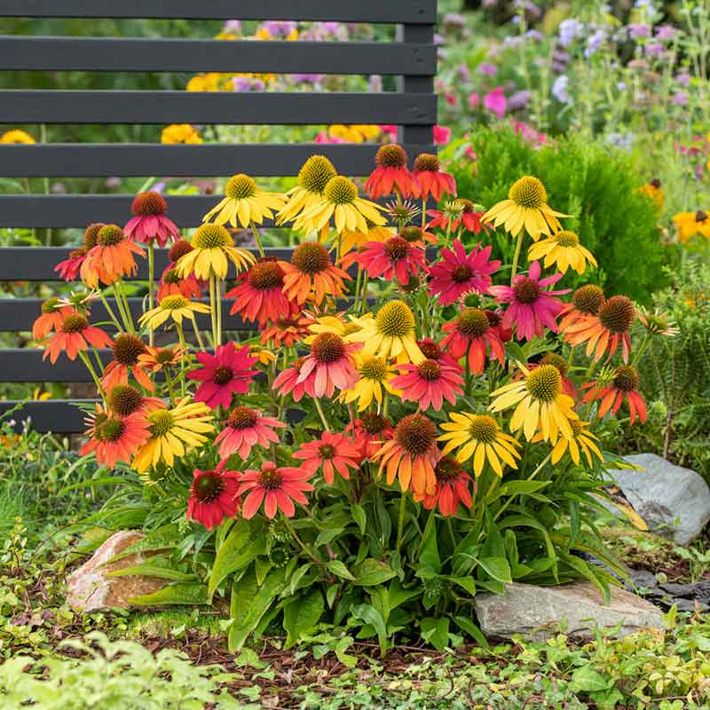 Coneflower Seeds - Artisan Ombre Mix
