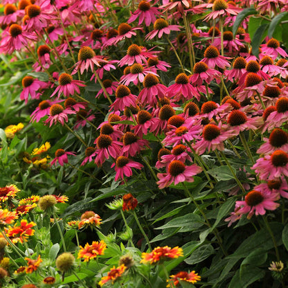 Coneflower Seeds - PowWow Wild Berry