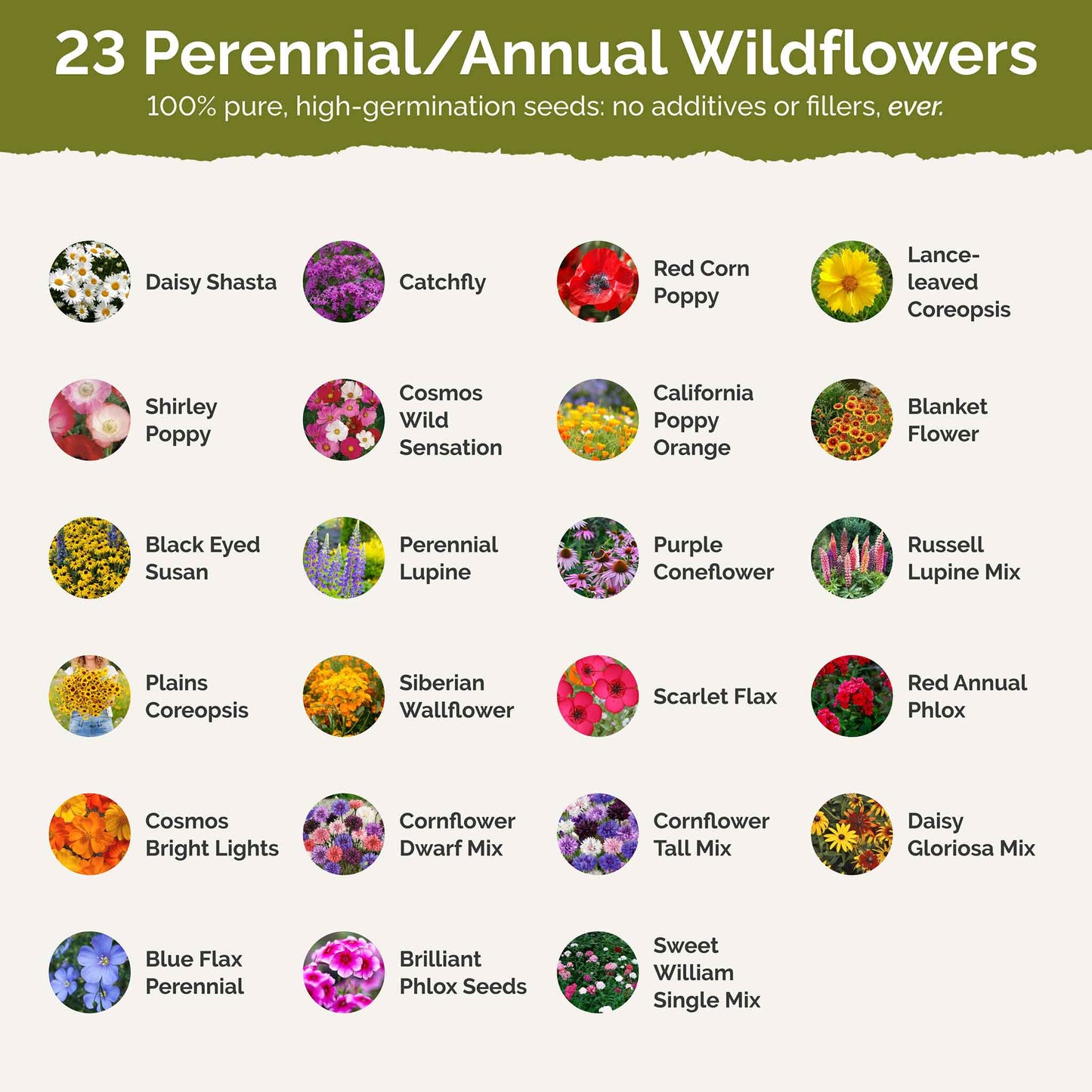 Connecticut Wildflower Seed Mix