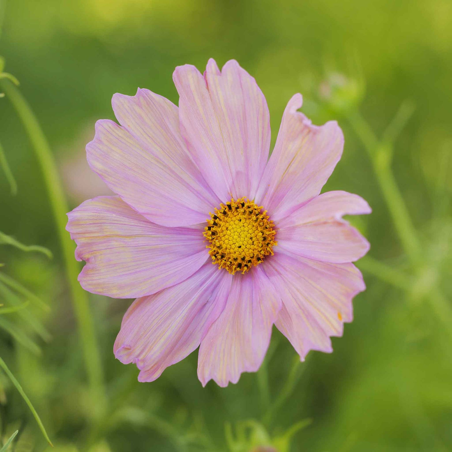 Cosmos Seeds - Apricotta