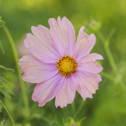 Cosmos Seeds - Apricotta