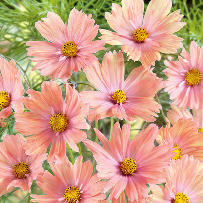 Cosmos Seeds - Apricotta