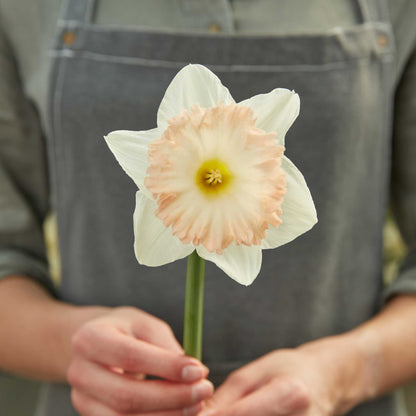 Daffodil Bulbs - British Gamble