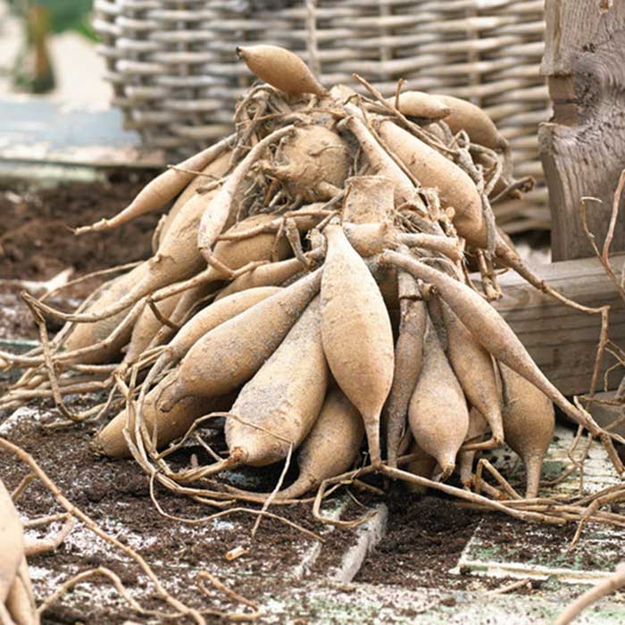 Dahlia Bulbs (Waterlily) - Creme de Cassis