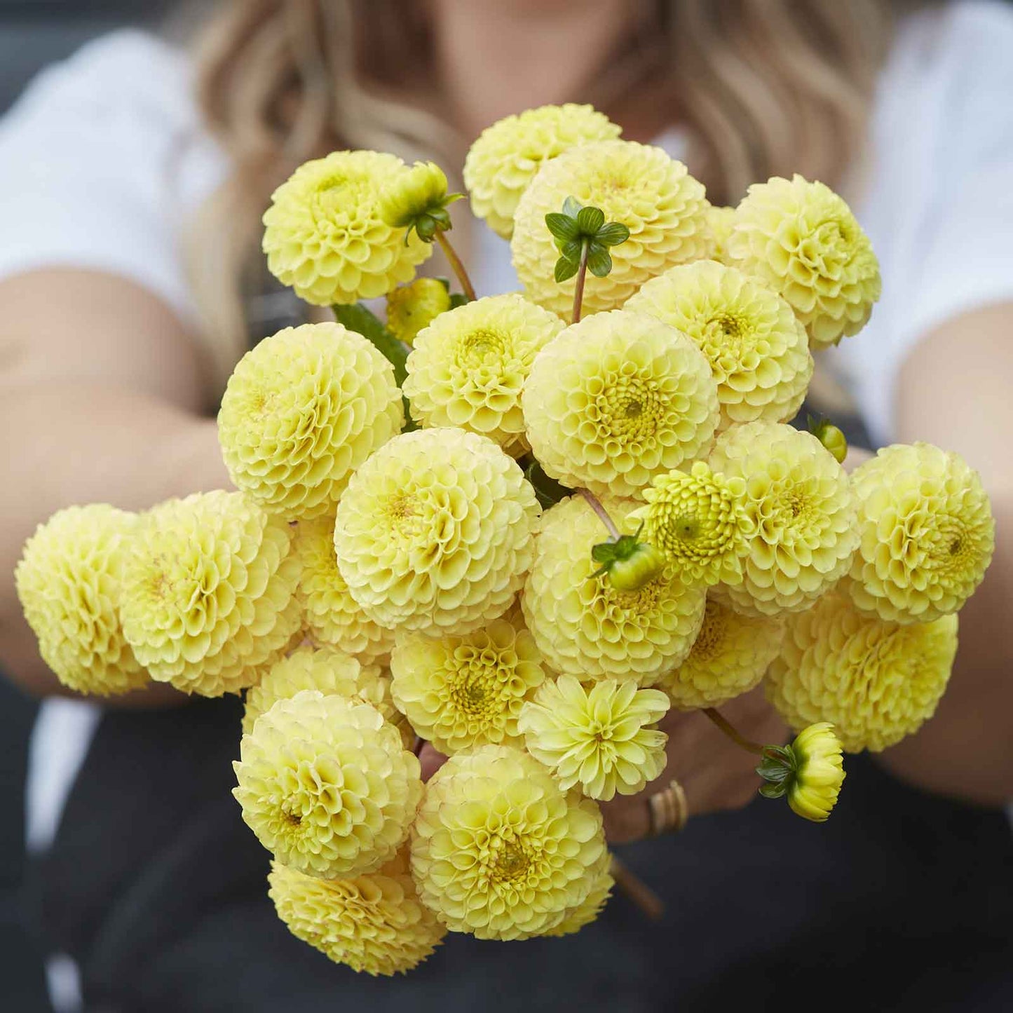 Dahlia Bulbs (Pompon) - Buttercup