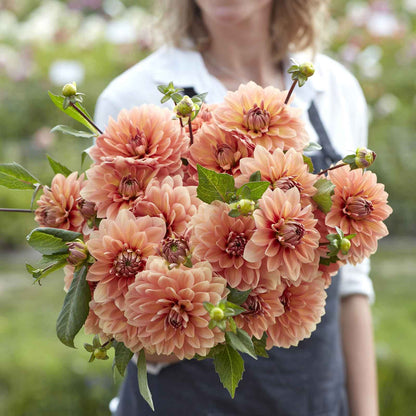 Dahlia Bulbs (Waterlily) - Nicholas