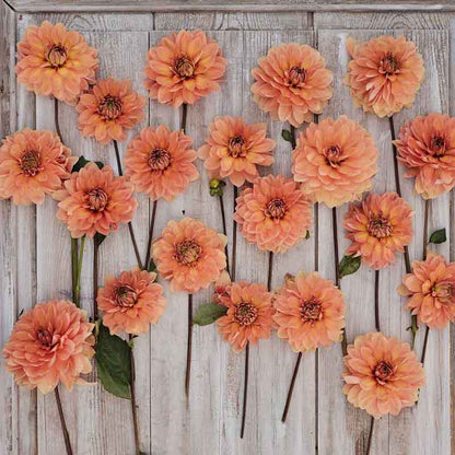 Dahlia Bulbs (Waterlily) - Nicholas