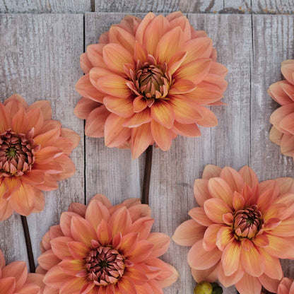 Dahlia Bulbs (Waterlily) - Nicholas