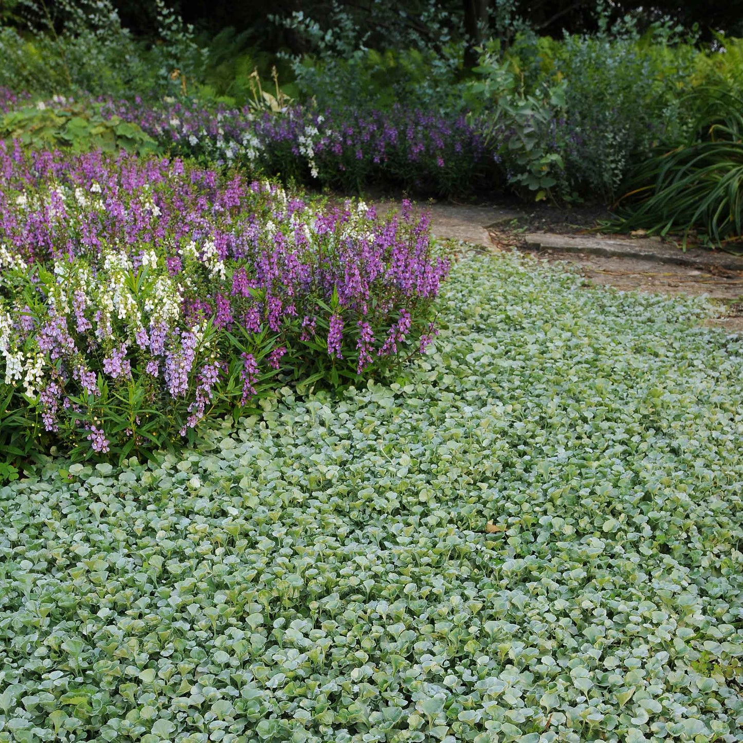 Dichondra Seeds - Silver Falls