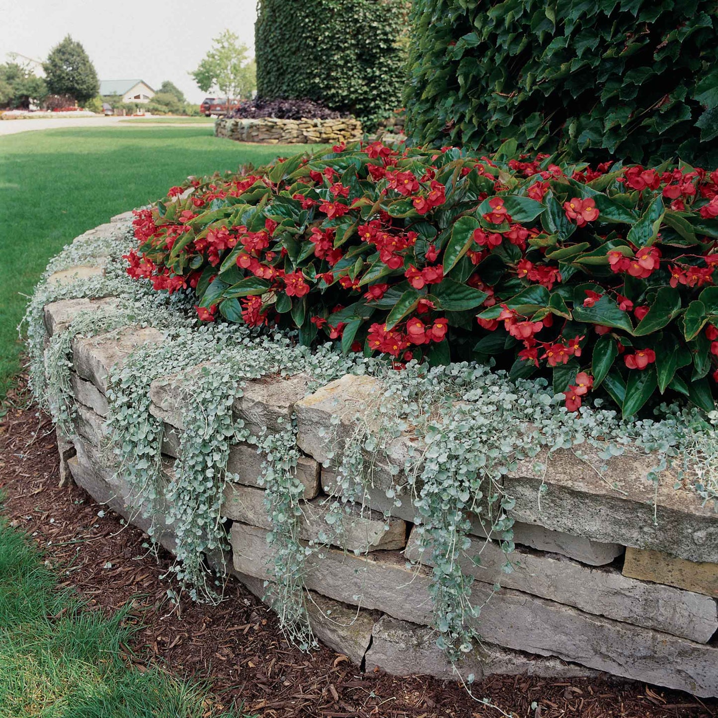 Dichondra Seeds - Silver Falls