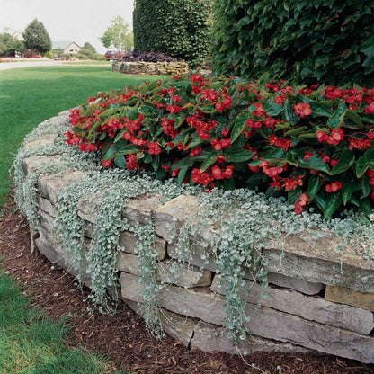 Dichondra Seeds - Silver Falls