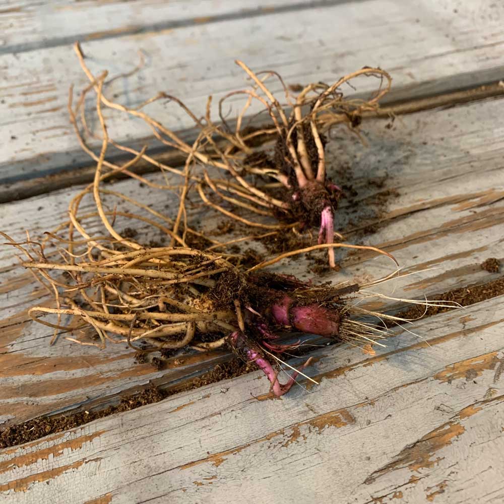 Echinacea Roots - Sunseekers Salmon