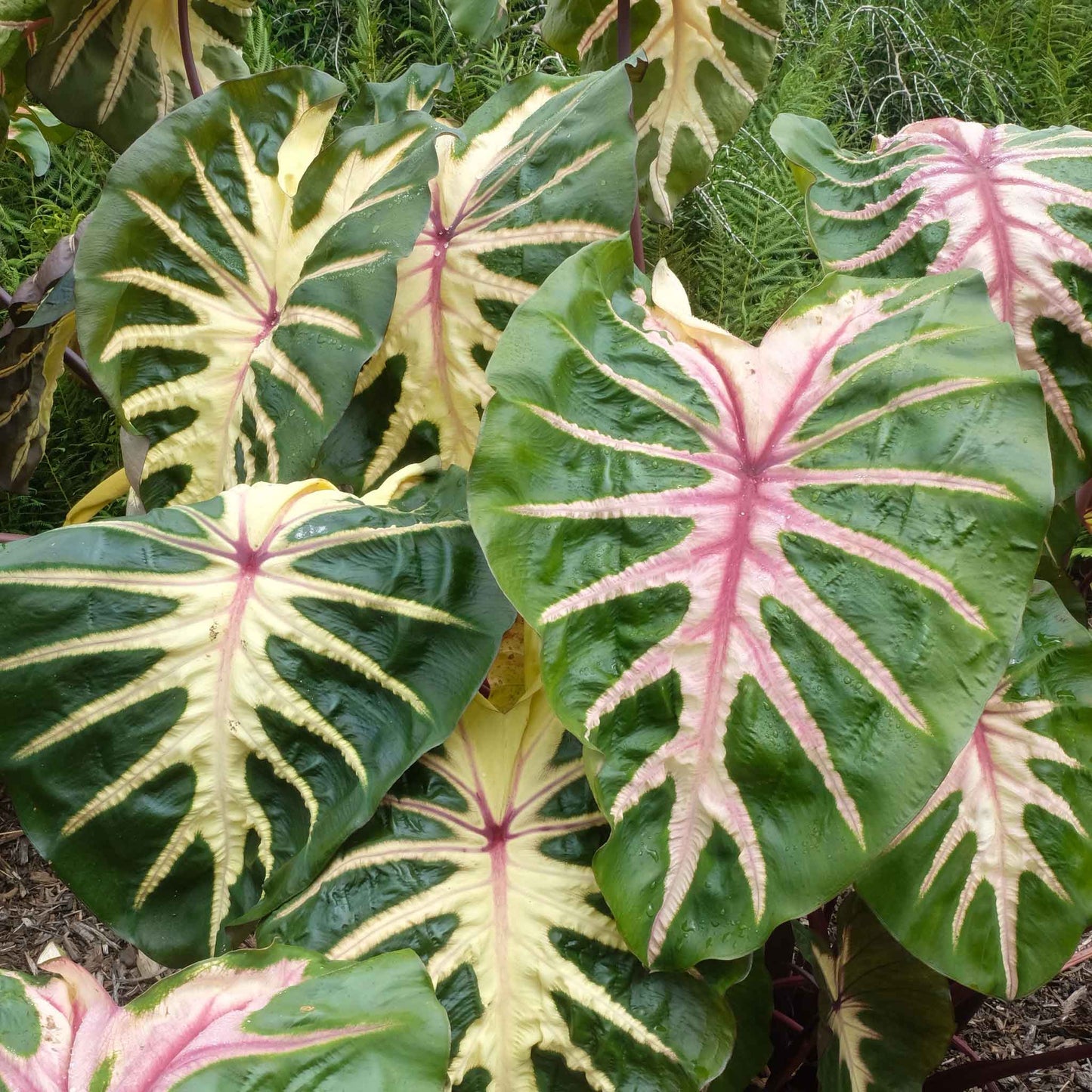 Elephant Ear Bulbs - Royal Hawaiian® Waikiki