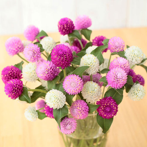 Gomphrena Seeds - Ping Pong Mix