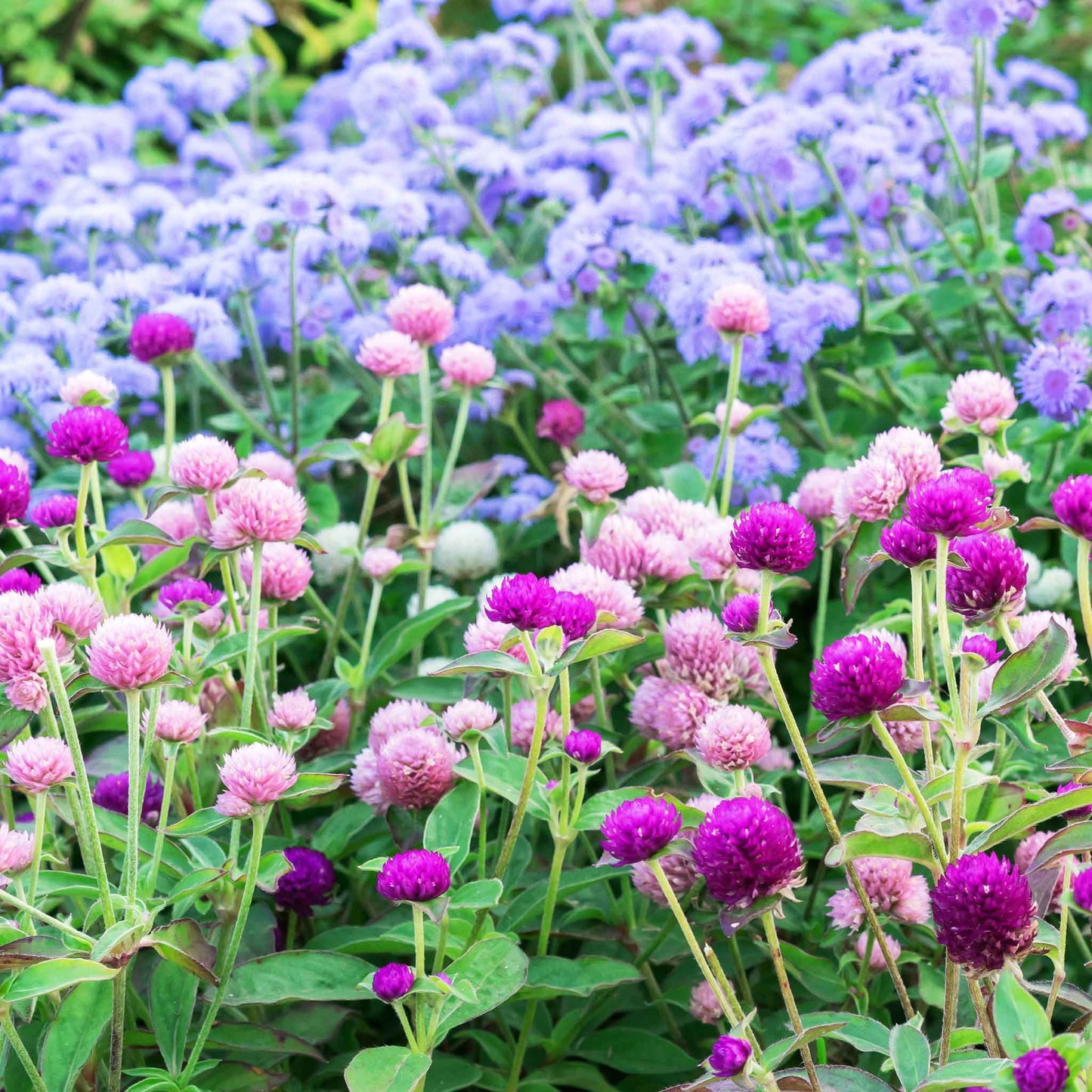 Gomphrena Seeds - Ping Pong Mix