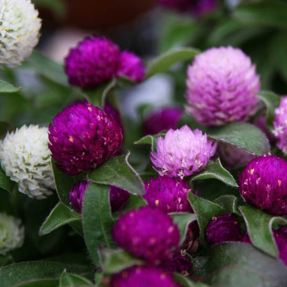 Gomphrena Seeds - Ping Pong Mix